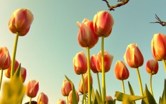 Desktop wallpaper. Flowers. ID:4706