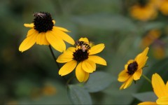 Desktop wallpaper. Flowers. ID:4707