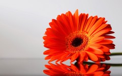 Desktop wallpaper. Flowers. ID:4708