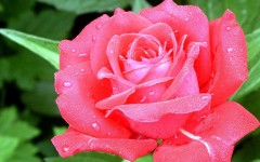 Desktop wallpaper. Flowers. ID:4709