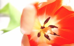 Desktop wallpaper. Flowers. ID:4710