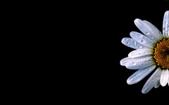 Desktop wallpaper. Flowers. ID:4711