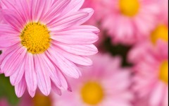 Desktop wallpaper. Flowers. ID:4712