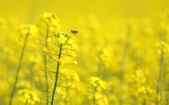 Desktop wallpaper. Flowers. ID:4713