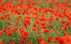 Desktop wallpaper. Flowers. ID:4714
