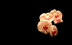 Desktop wallpaper. Flowers. ID:4715