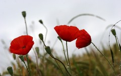 Desktop wallpaper. Flowers. ID:4716