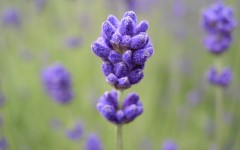 Desktop wallpaper. Flowers. ID:4717