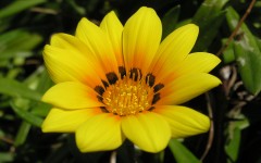 Desktop wallpaper. Flowers. ID:4718