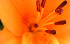 Desktop wallpaper. Flowers. ID:4719