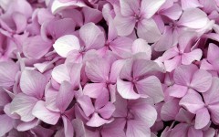 Desktop wallpaper. Flowers. ID:4720