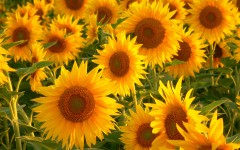 Desktop wallpaper. Flowers. ID:4721