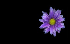 Desktop wallpaper. Flowers. ID:4722