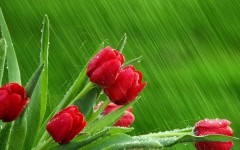 Desktop wallpaper. Flowers. ID:4725