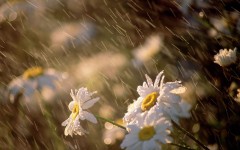 Desktop wallpaper. Flowers. ID:4726