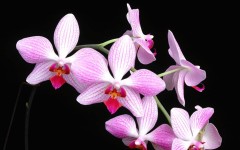 Desktop wallpaper. Flowers. ID:4727