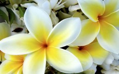 Desktop wallpaper. Flowers. ID:4728