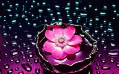Desktop wallpaper. Flowers. ID:4733