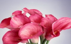 Desktop wallpaper. Flowers. ID:4735