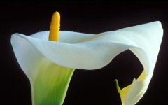 Desktop wallpaper. Flowers. ID:4737