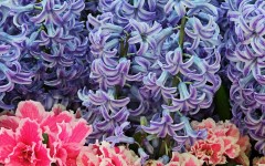 Desktop wallpaper. Flowers. ID:4738