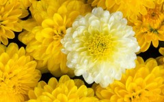 Desktop wallpaper. Flowers. ID:4739