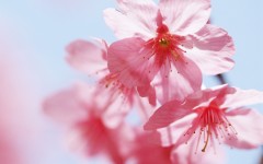 Desktop wallpaper. Flowers. ID:4744