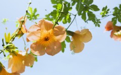 Desktop wallpaper. Flowers. ID:4746