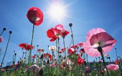 Desktop wallpaper. Flowers. ID:4747