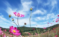 Desktop wallpaper. Flowers. ID:4748