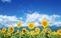 Desktop wallpaper. Flowers. ID:4749