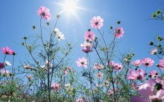 Desktop wallpaper. Flowers. ID:4750