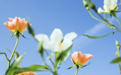 Desktop wallpaper. Flowers. ID:4751