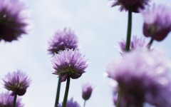 Desktop wallpaper. Flowers. ID:4752