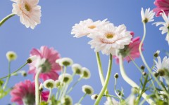 Desktop wallpaper. Flowers. ID:4753