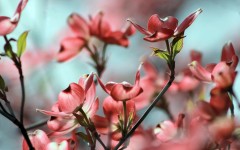 Desktop image. Flowers. ID:57329