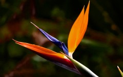 Desktop wallpaper. Flowers. ID:4755