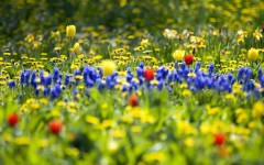 Desktop wallpaper. Flowers. ID:4756