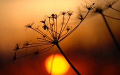 Desktop wallpaper. Flowers. ID:4758