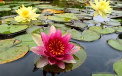 Desktop wallpaper. Flowers. ID:4759