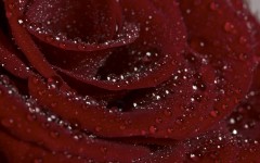 Desktop wallpaper. Flowers. ID:4760