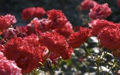 Desktop wallpaper. Flowers. ID:4761