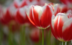 Desktop wallpaper. Flowers. ID:49789