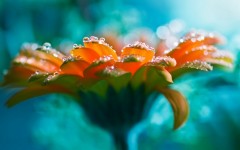 Desktop wallpaper. Flowers. ID:49819