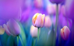 Desktop wallpaper. Flowers. ID:49832