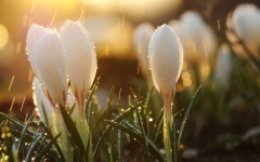 Desktop wallpaper. Flowers. ID:49851
