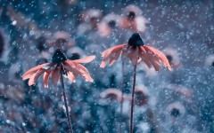 Desktop wallpaper. Flowers. ID:49986