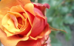 Desktop wallpaper. Flowers. ID:50142