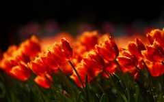 Desktop wallpaper. Flowers. ID:50248