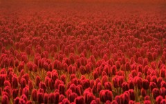 Desktop wallpaper. Flowers. ID:50286